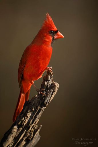 Northern Cardinal (DevianArt)